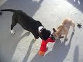 bulldog contra presa bulldog contra presa