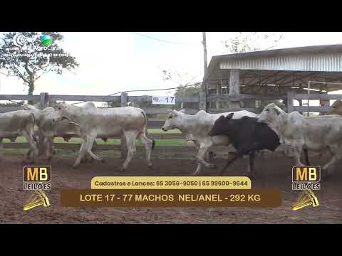 548� LEIL�O VIRTUAL MB LEIL�ES