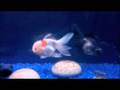Panda & Oranda