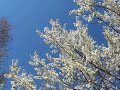 Bees Buzzing Around The Plum
