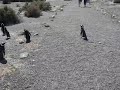 La marcha d elos pinguinos