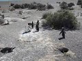 La marcha d elos pinguinos