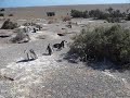La marcha d elos pinguinos