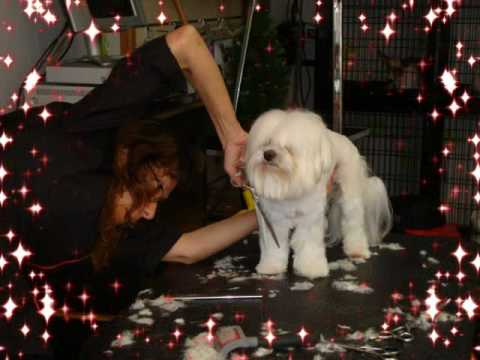 Keno's Pet Grooming - How to Groom a Maltese Puppy Cut Style