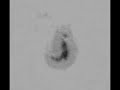 Sunspot 953 sequence