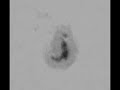 Sunspot 953 sequence