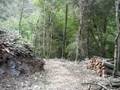 videos de taglio del bosco
