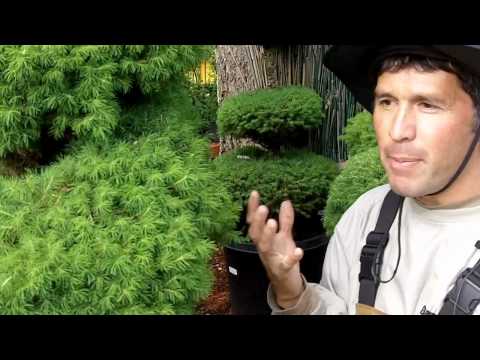 how to fertilize dwarf alberta spruce