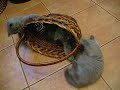 Шотландские котята.avi