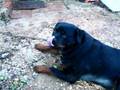 Rottweilers attack