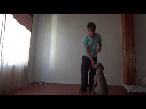 how to train weimaraner puppies
