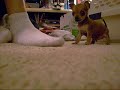 \"LT\" aka Little Tyke