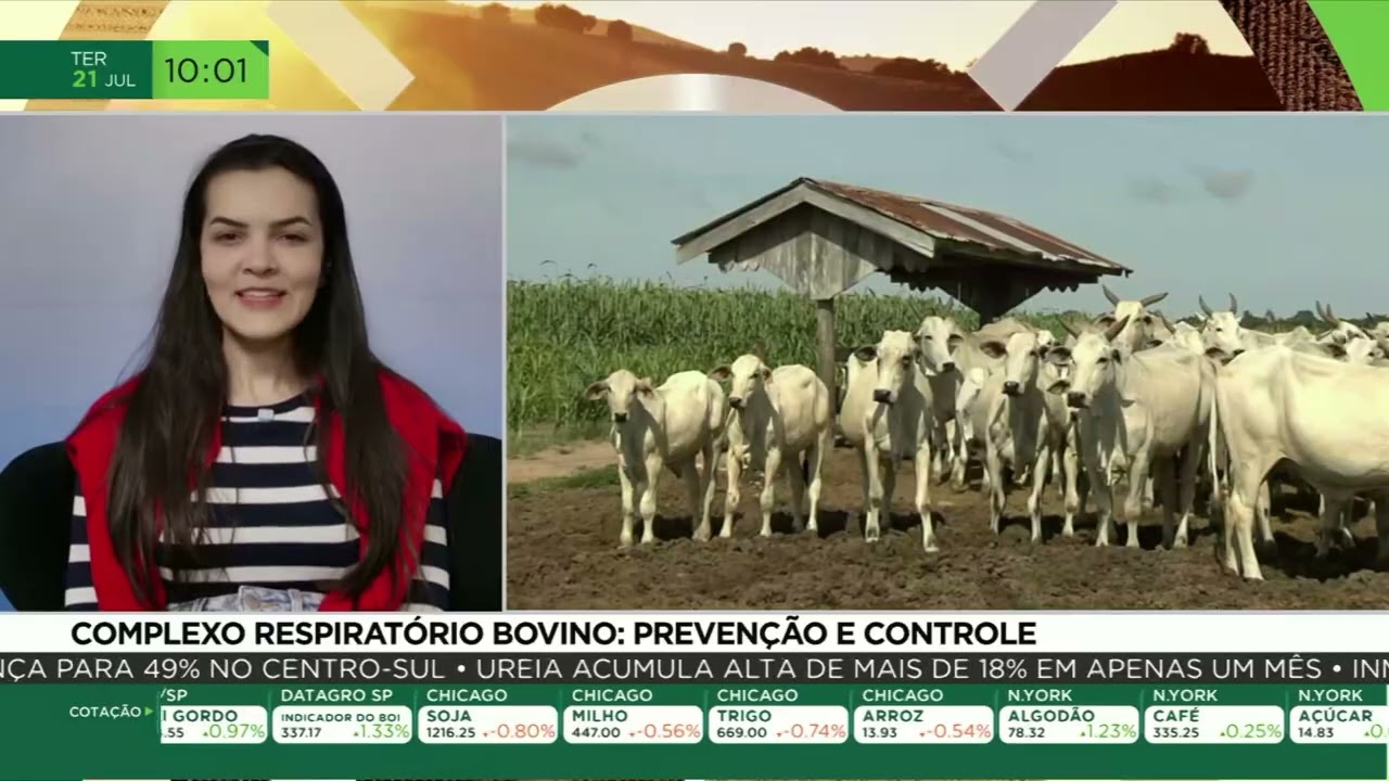 Doença respiratória ameaça rebanhos e exige atenção dos pecuaristas