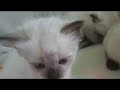 Cute siamese kittens