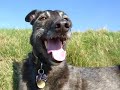 Gyp the lurcher goes climbing at Roseberry Topping, North Yorkshire