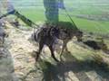 Gyp at Roseberry Topping April 2007