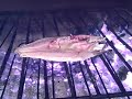Portuguese fish grilled in La Ciagle restaurant Algarve