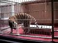 HUNGRY TATIANA THE TIGER