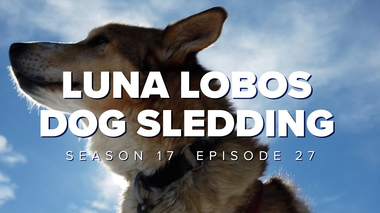 S17 E27: Luna Lobos Dog Sledding