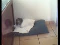 PANTUFA PANTUFA
