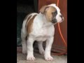 the American Bulldog Tribute