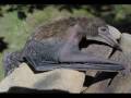 Cryptozoologie, animaux bizarre Default