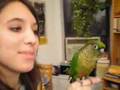 Piper the Parrot