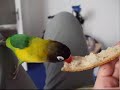 our funny pets