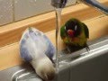 our funny pets