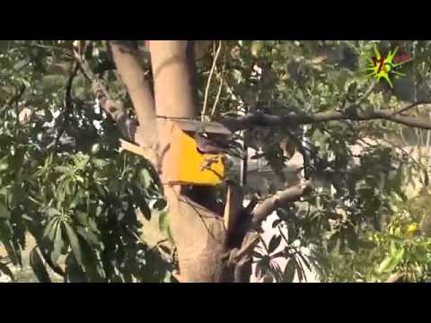 how to provide shelter for birds