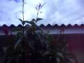 Fantastico !!!!  Beija-flor para em frente � camera !!!