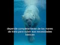Osos polares y el deshielo