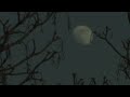 the moon