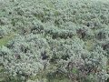 Pronghorn fawns in kemmerer wyoming Pronghorn fawns in kemmerer wyoming