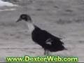 Goose Stepping Duck