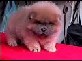 CHOW CHOW  CACHORROS MEXICO
