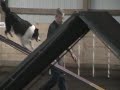 Mimi The Wonder Dog 4.mpg