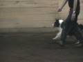 Mimi The Wonder Dog 4.mpg