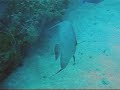 Cuba Video