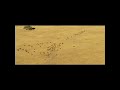 safari cest le nouveau film dolivier baroux de kad et o et cest avec kad merad dans le r�le principal. pur linstant pue d�l�ment sino ces quelques images et un synopsis : six touristes fran�ais ont d�cid� de d�couvrir l'afrique du sud au cours d'un safari organis� par richard dacier. ils ignorent alors que leur guide n'a pas mis les pieds dans la brousse depuis 30 ans... et qu'il a peur des animaux. au c�t� de kad merad l'on retouvera lionel abelanski, guy lecluyse, val�rie benguigui et omar sy. la com�die est attendue dans les salles les premier avril.