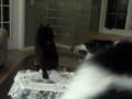 Julio & Sally slapfight.AVI