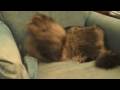 Lazy Cat plays with toys...IN HD!!! Lazy Cat plays with toys...IN HD!!!