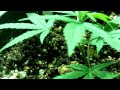 Topping Plants.MOV