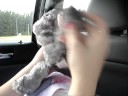 The Grace and Lexi Show: Eeyore The Grace and Lexi Show: Eeyore