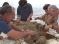 Seaweeds & invertebrates of the NE Gulf of Mexico, Pt. 1
