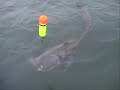 catfishing on the river ebro spain