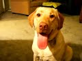 Yellow dog Yellow dog