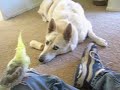 Lacy and Pasta 3