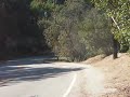 Please Help this Chicken Vid 3 of 3