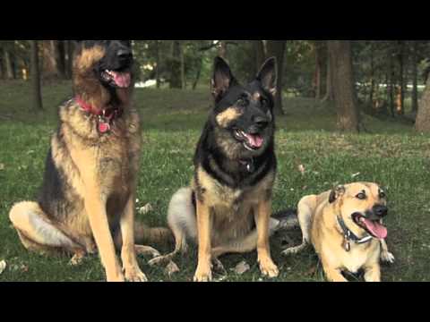 german shepard